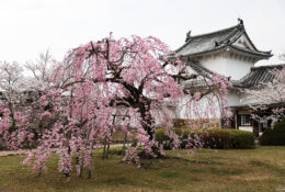 Japan_Sakura_2025 (69/79)